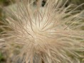 /album/natur/a27-schwefelkuchenschelle-jpg/